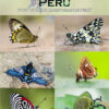 A Photo Guide to Butterflies of Peru