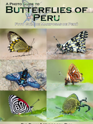 A Photo Guide to Butterflies of Peru