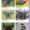 A Photo Guide to Butterflies of Peru