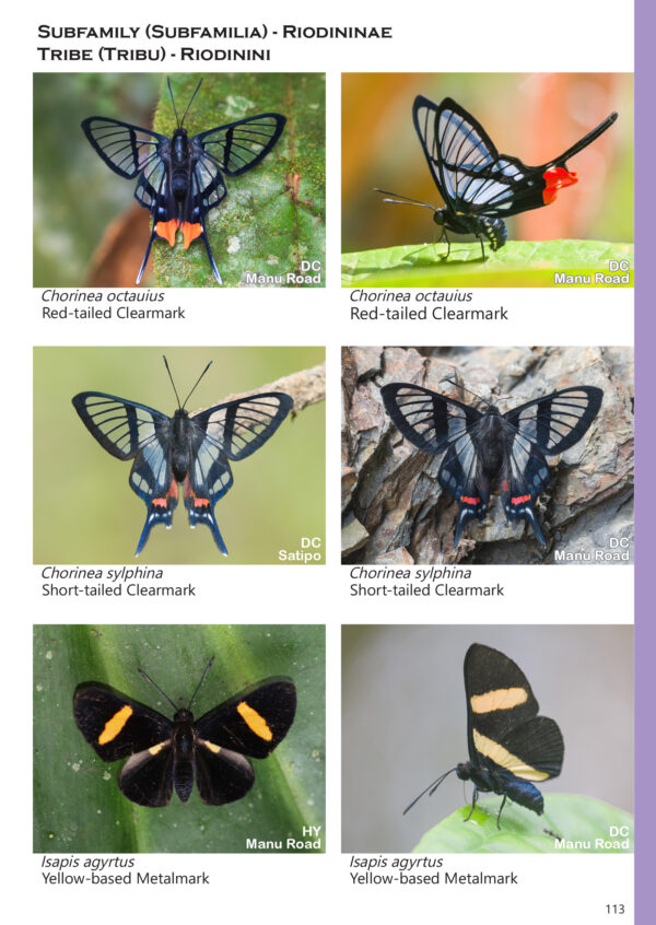 A Photo Guide to Butterflies of Peru