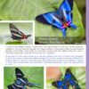 A Photo Guide to Butterflies of Peru