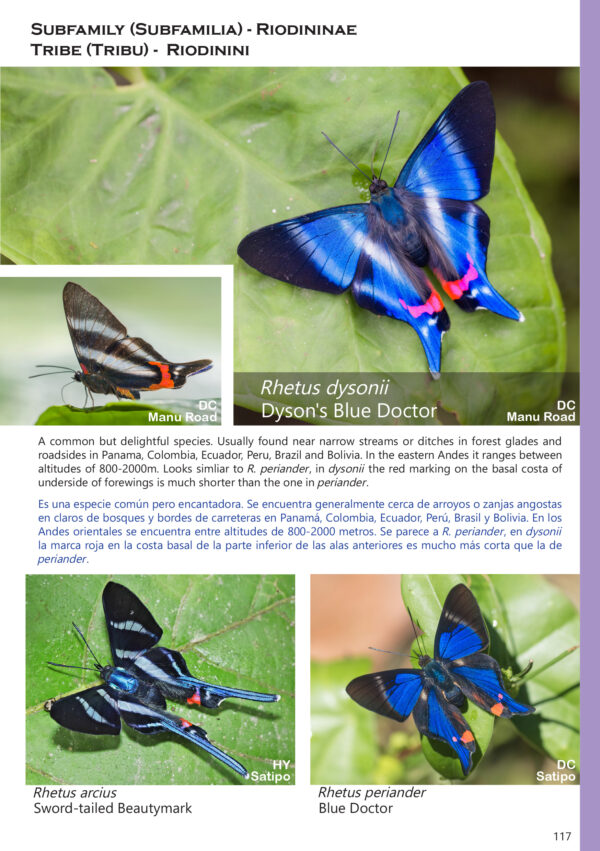 A Photo Guide to Butterflies of Peru