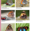 A Photo Guide to Butterflies of Peru