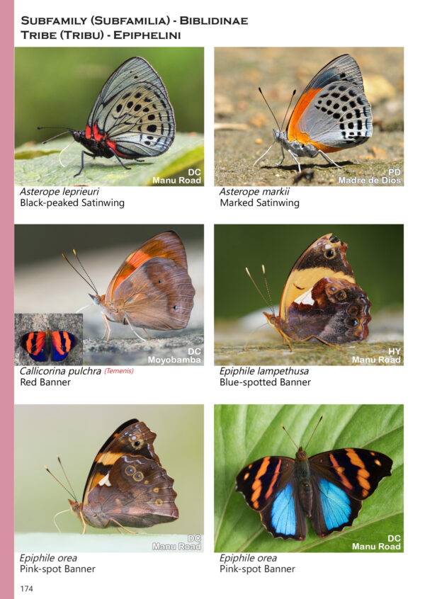 A Photo Guide to Butterflies of Peru