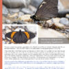 A Photo Guide to Butterflies of Peru Pterourus euterpinus