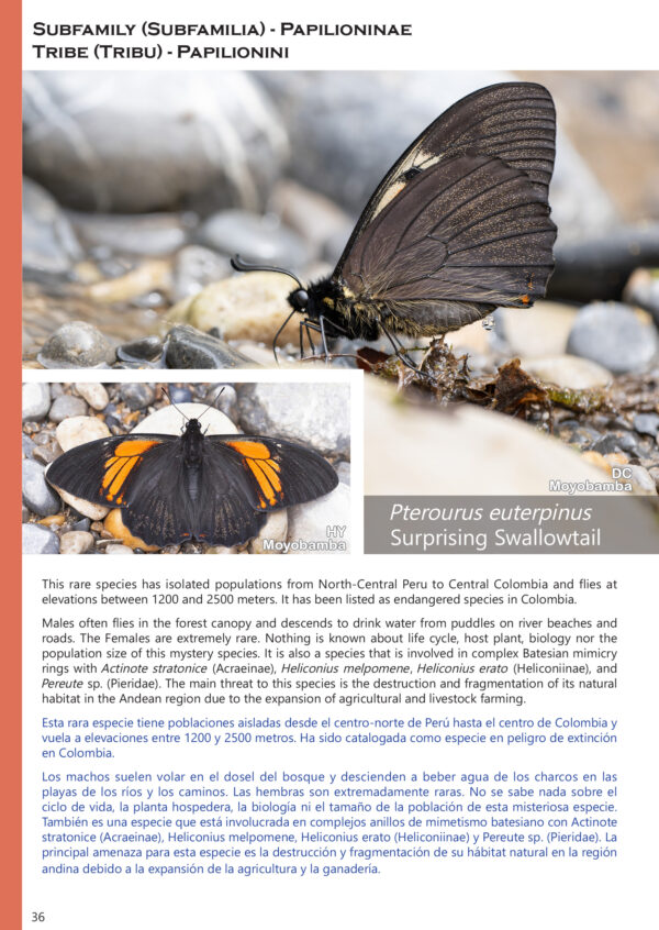 A Photo Guide to Butterflies of Peru Pterourus euterpinus