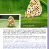 A Photo Guide to Butterflies of Peru Anteros gentilis