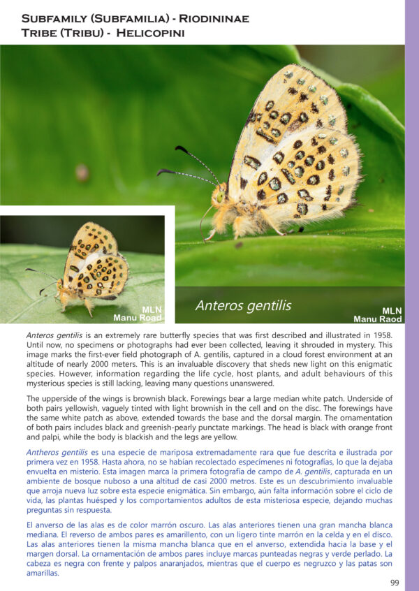 A Photo Guide to Butterflies of Peru Anteros gentilis