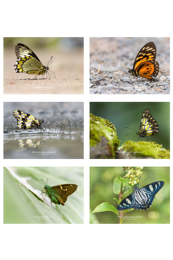 Peru Postcard Set A Papilionidae Pieridae Hesperiidae