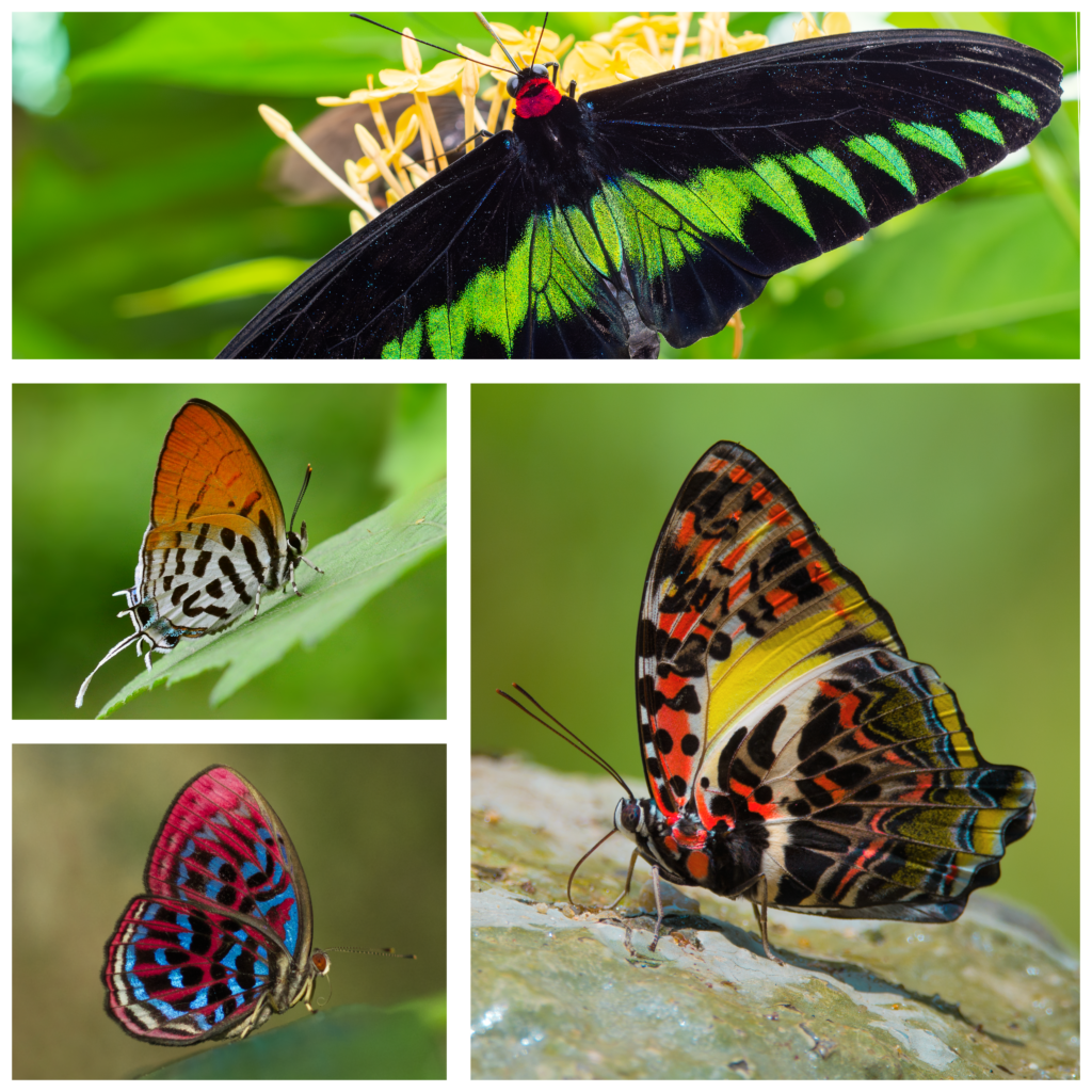 Butterflies of Malaysia