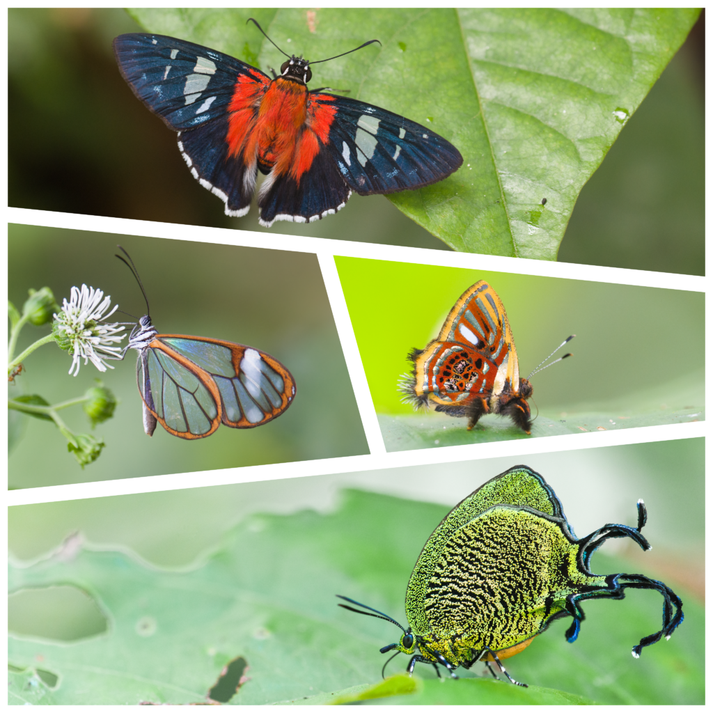 Butterflies of Peru Dio's Butterfly World