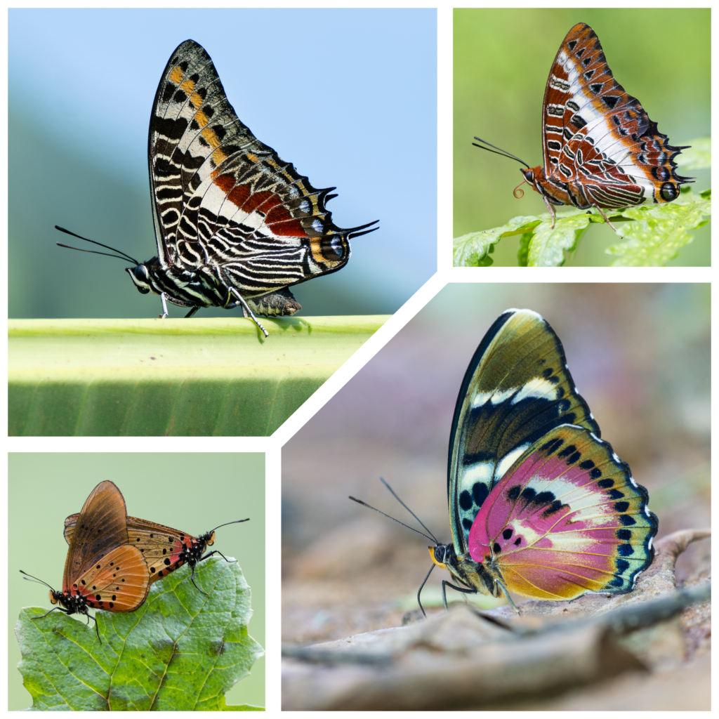 Butterflies of Uganda Dio's Butterfly World