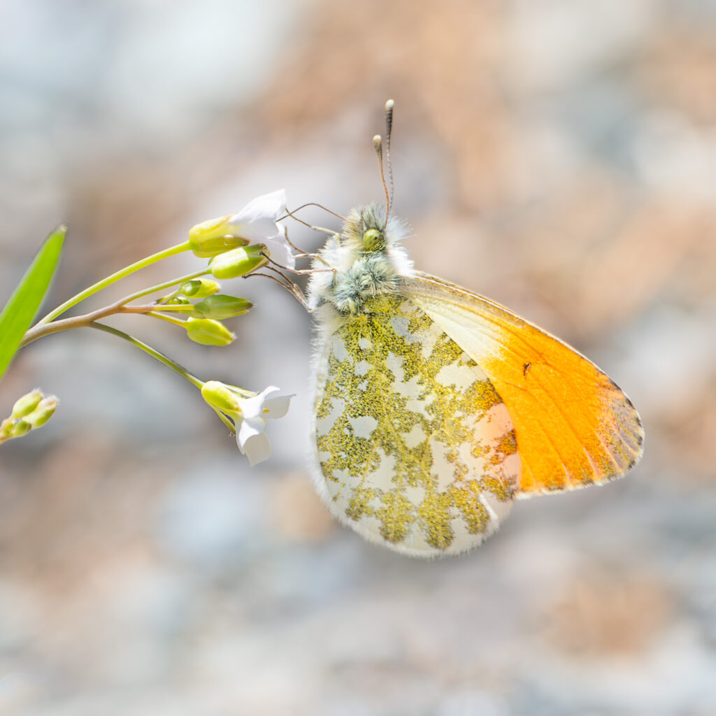 Anthocharis cardamines isshikii