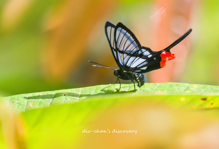 Chorinea octauius