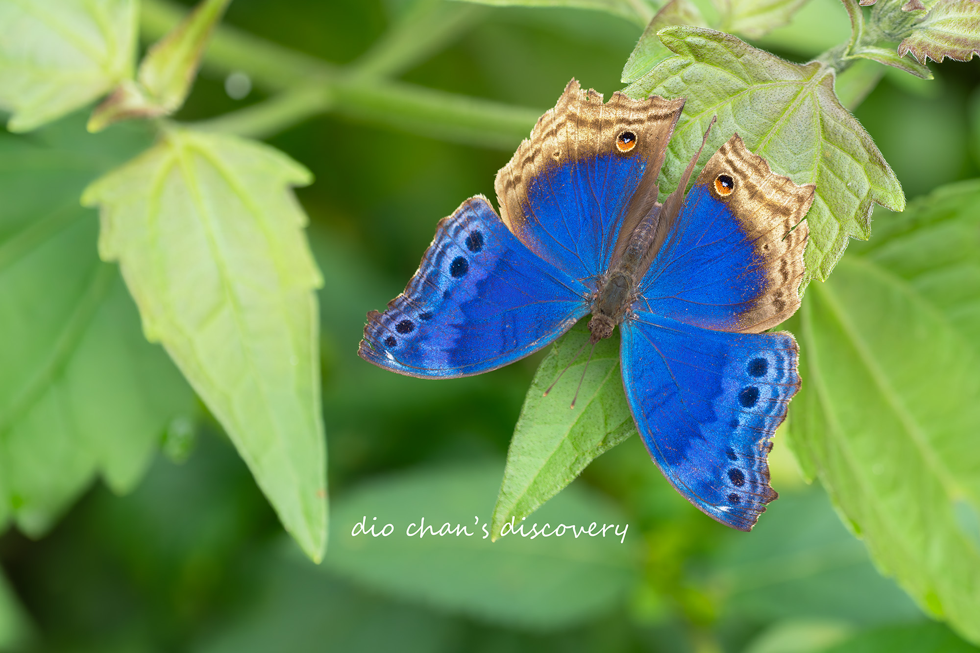 Protogoniomorpha temora Blue Mother of Pearl Butterfly Watching in Uganda