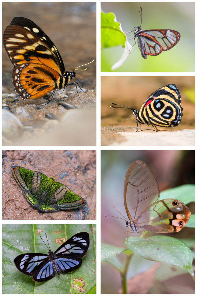 Butterflies of Peru Dio's Butterfly World