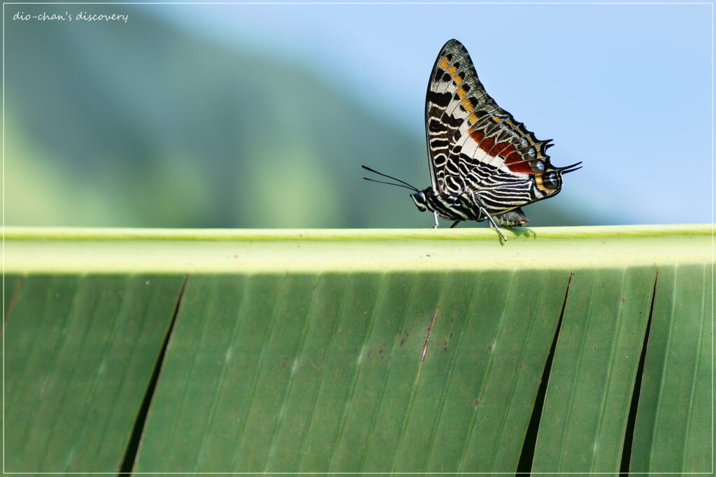 Charaxes castor
Butterfly Watching in Uganda