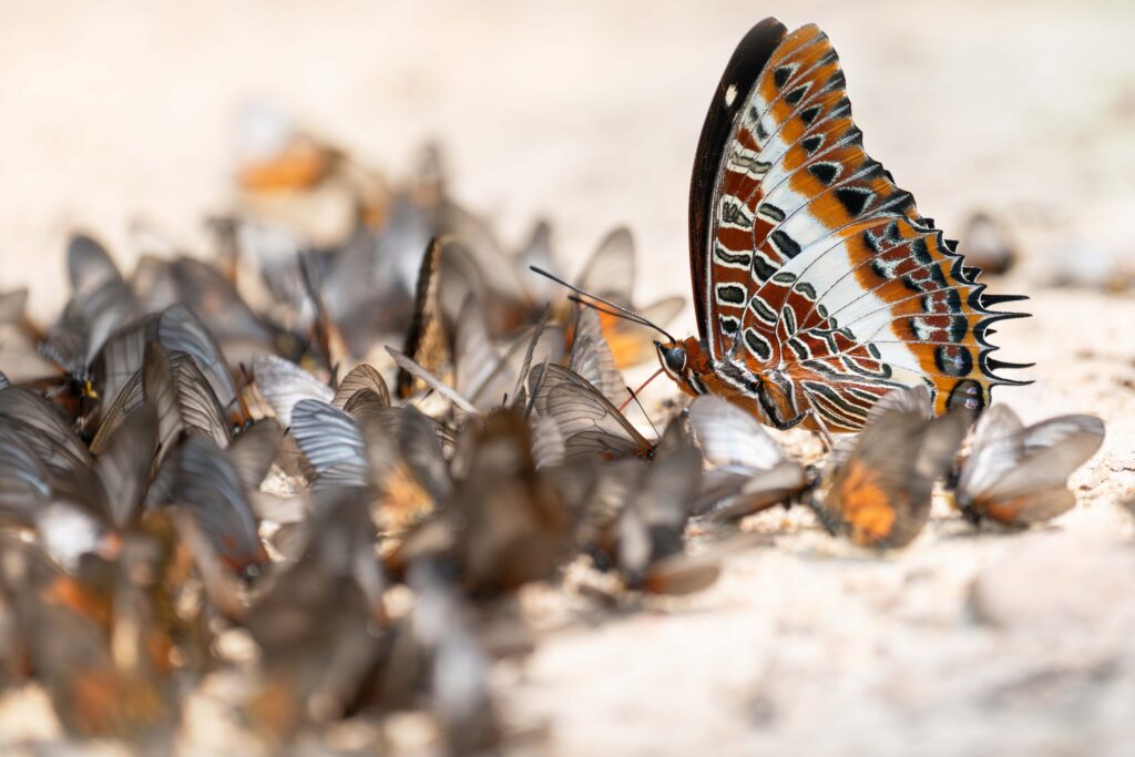 Charaxes brutus