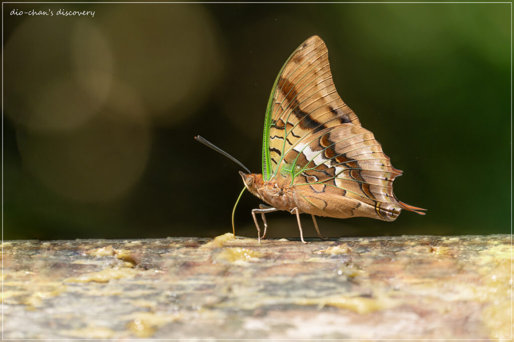 Charaxes candiope
Butterfly Watching in Uganda