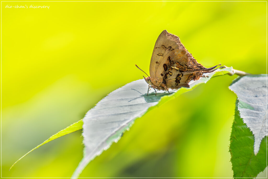 Cheritrella truncipennis
Butterfly Watching at Chiang Mai
Butterfly Watching in South East Asia