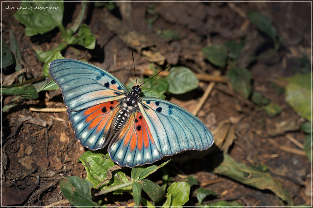 Euphaedra edwardsii
Butterfly watching in Uganda