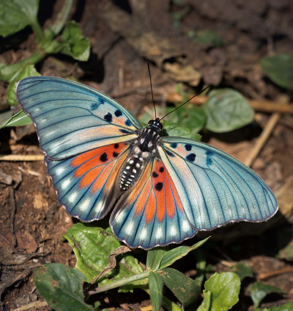 Euphaedra edwardsii