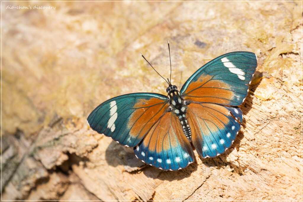 Euphaedra hybrida
Butterfly watching in Uganda