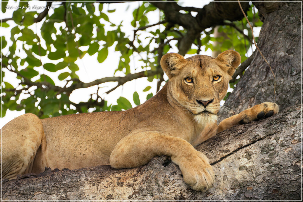 Female lion
Butterfly Watching in Uganda
Murchison Falls National Park
