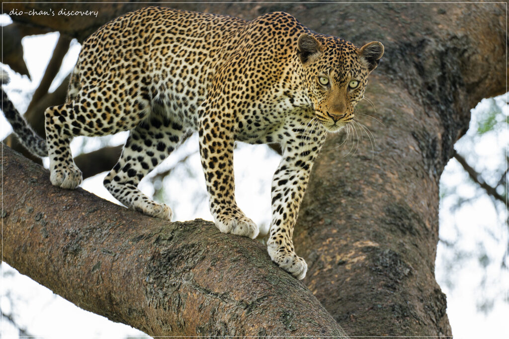 Leopard
Butterfly watching in Uganda
Murchison Falls National Park