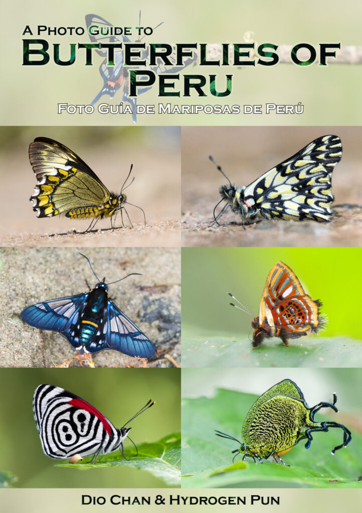 A Photo Guide to Butterflies of Peru