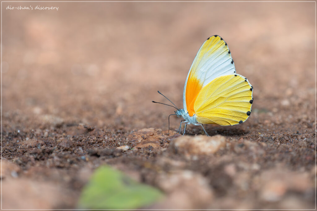 Mylothris agathina
Butterfly watching in Uganda