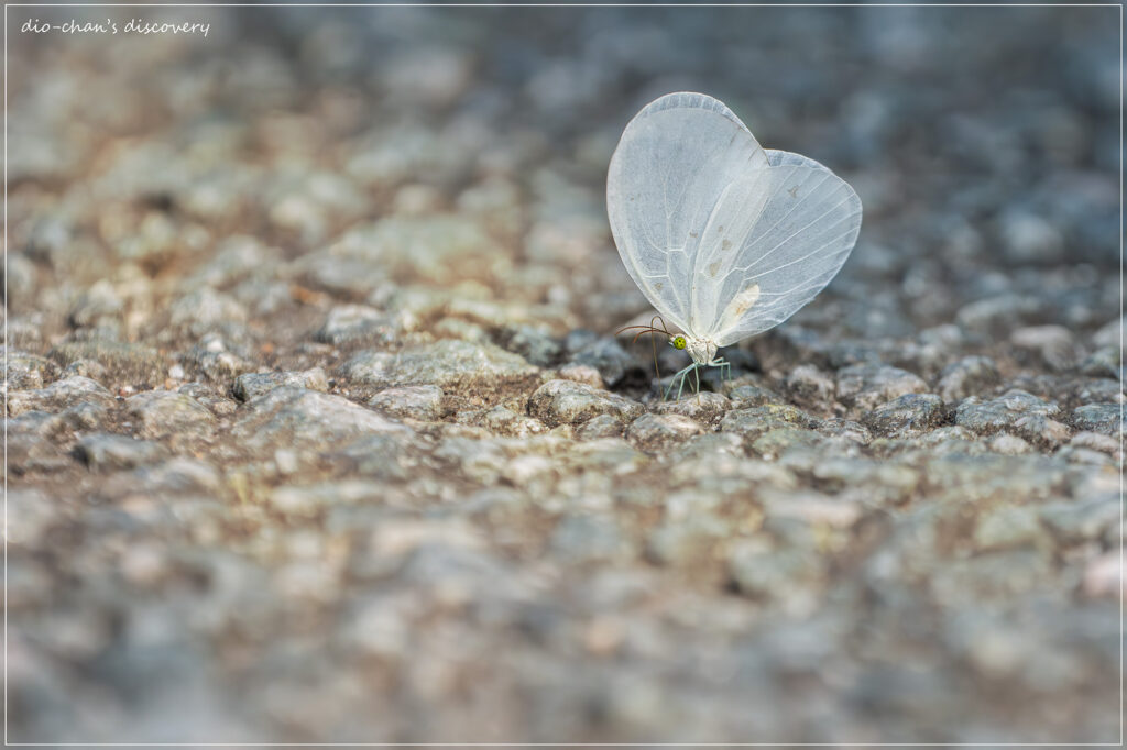 Pseudopontia mabira
Butterfly watching in Uganda
