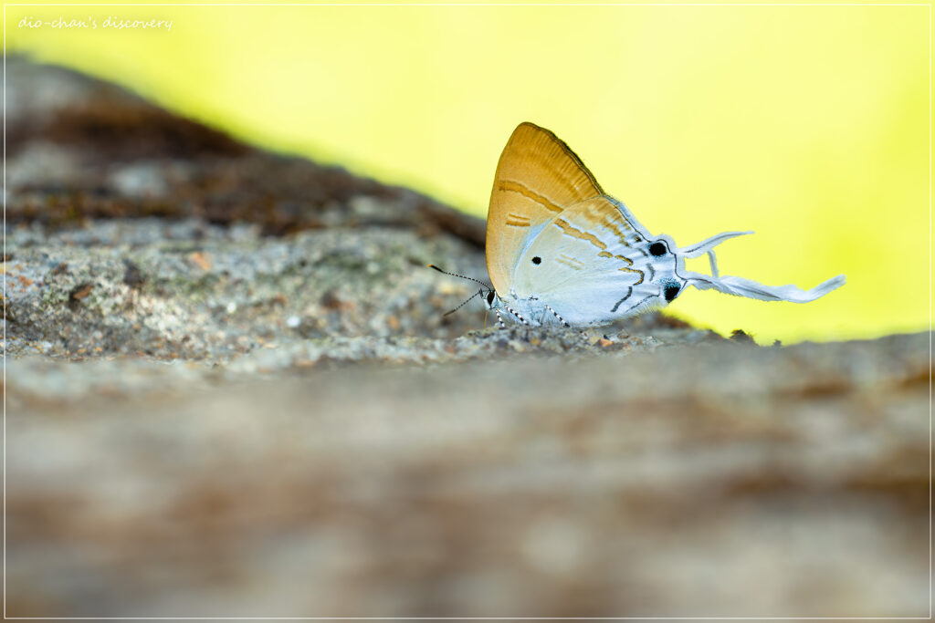 Zeltus amasa
Butterfly Watching at Chiang Mai
Butterfly Watching in South East Asia